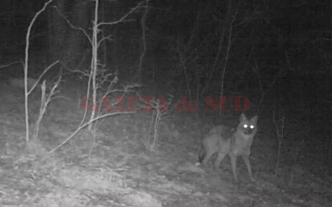 Imagini rare cu un şacal,surprinse în Parcul Naţional Porţile de Fier ...