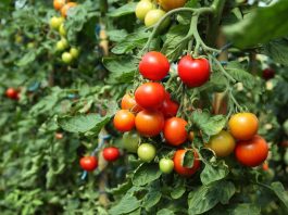 Termenele pentru programul guvernamental Tomata 2020 vor fi prelungite