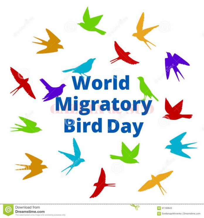 world-migratory-bird-day-background-colorful-birds-91169643