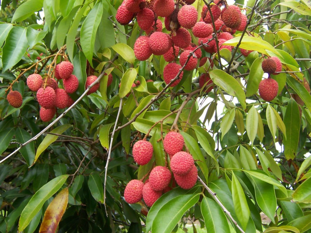 Cel puțin 53 de copii au murit după ce au mâncat fructe de litchi