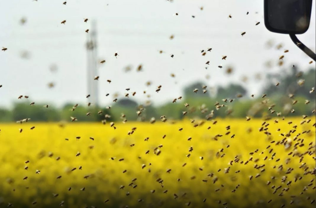 O autoutilitară încărcată cu 60 stupi de albine s-a răsturnat, sâmbătă, pe drumul european E85, în zona Hanului Ancuţei.