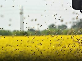 O autoutilitară încărcată cu 60 stupi de albine s-a răsturnat, sâmbătă, pe drumul european E85, în zona Hanului Ancuţei.