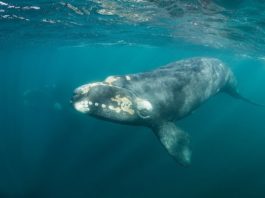 Cântecul uneia dintre cele mai rare balene de pe planetă