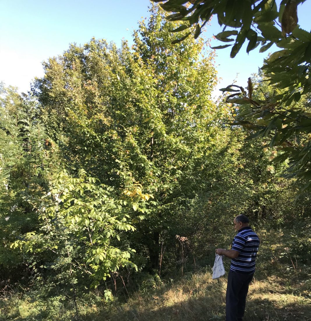 Pădurile de castani de la Tismana sunt protejate de lege