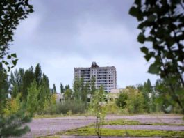 De ce plantele de la Cernobîl sunt imune în fața cancerului