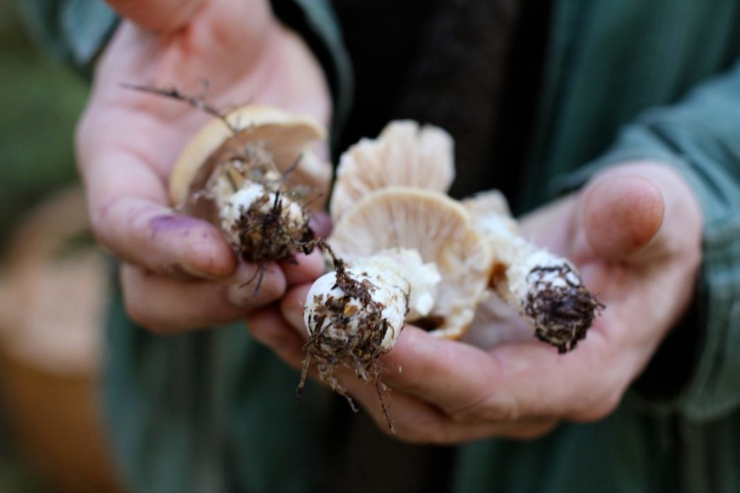 Bărbat rănit la cules de ciuperci