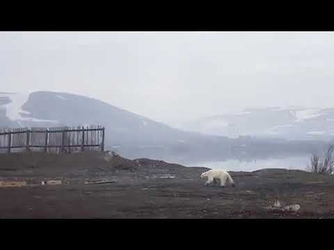 Un urs polar înfometat a mers 1.500 km, până în primul oraș