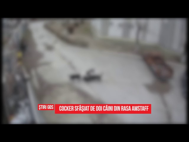 Câinii Amstaff care au atacat un căţeluş în Craiova, ridicaţi de Salubritate