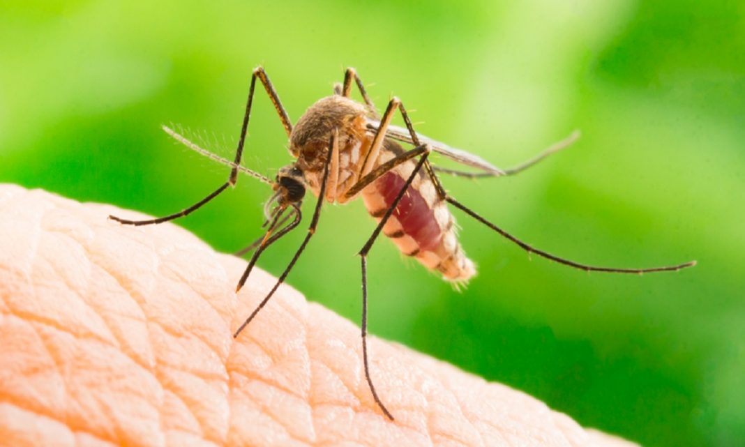 Primul caz de infecţie cu virusul West Nile din acest sezon