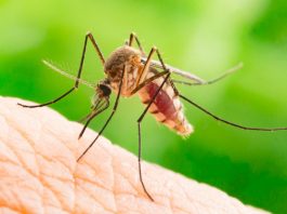 Primul caz de infecţie cu virusul West Nile din acest sezon