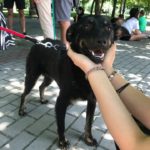 Opt din cei 12 căței prezenți la Târgul de adopții canine au fost adoptaţi