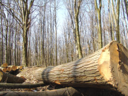 Ministerul Mediului vrea să prindă hoții de lemne cu camere puse în păduri și imagini din satelit
