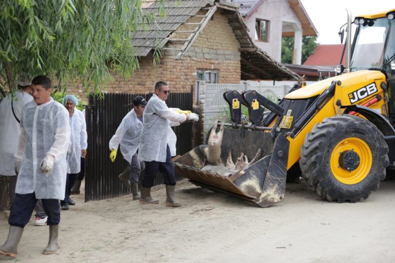 Dezastru la Teasc: toţi porcii din comună sunt eutanasiaţi