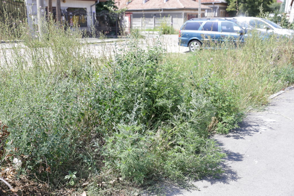 Zonă verde, năpădită de ambrozie