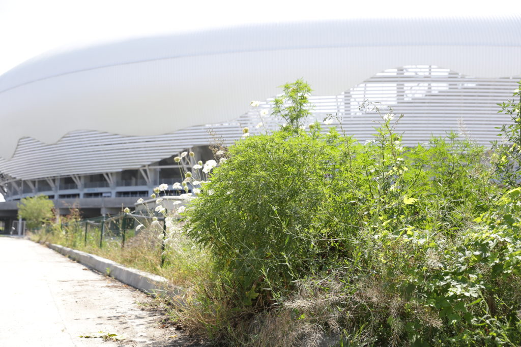 Ambrozie lângă stadion