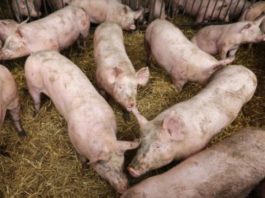 Olt: Peste 1.500 de porci uciși din cauza pestei, în 14 localități afectate