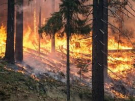 Incendii uriaşe de vegetaţie în Grecia