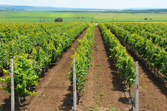 Vita de vie(agro-business.ro) Anchetatorii susţin că infracţiunile au fost comise în cadrul unui proiect privind înființarea unei plantații viticole.