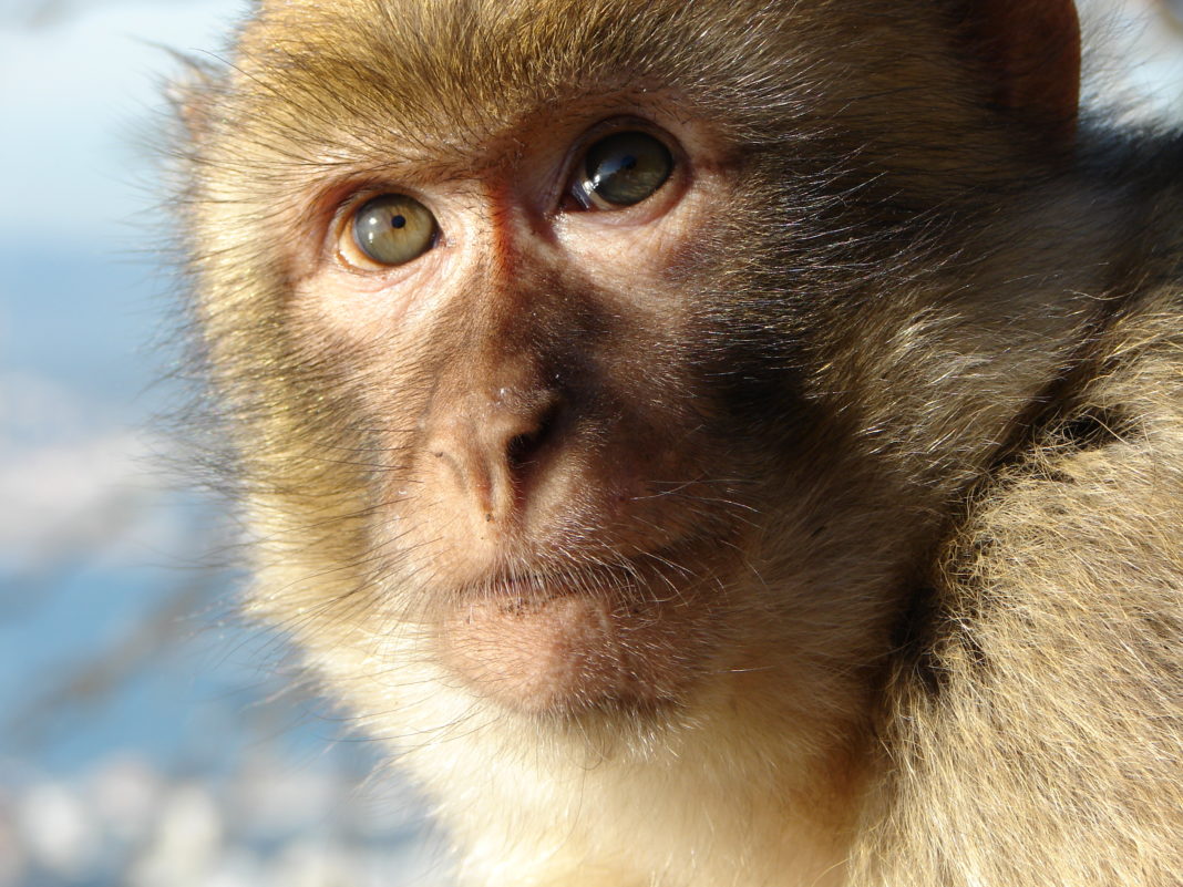 Cercetătorii vor să creeze maimuța-om