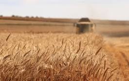România are realizări de 47% din exportul european de grâu
