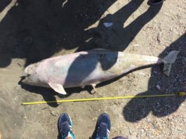 Cinci delfini au murit în ultimele șase zile, pe litoralul românesc