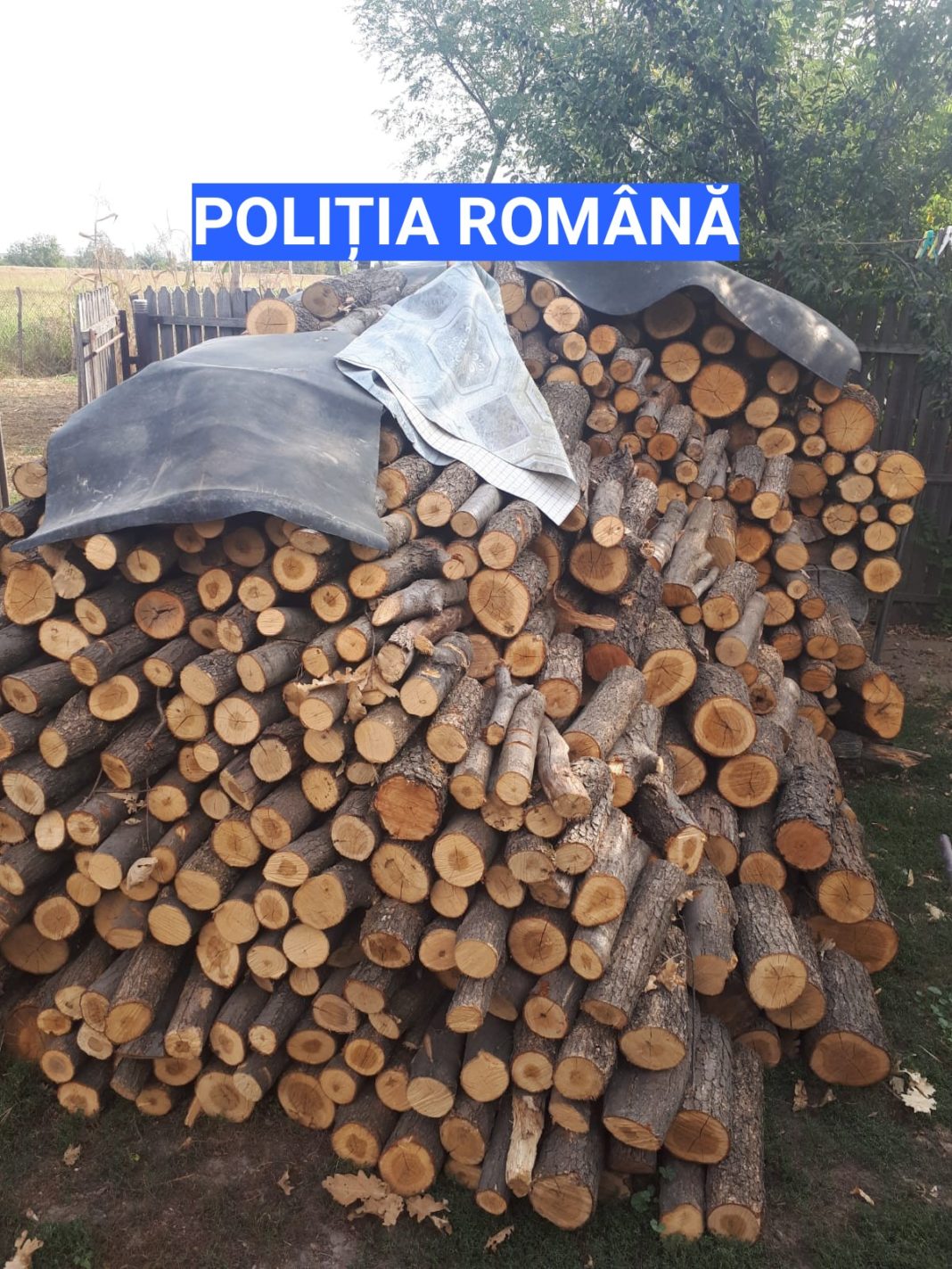Percheziții pentru tăieri ilegale și sustragere de material lemnos în trei gospodării din Olt