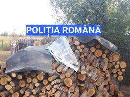 Percheziții pentru tăieri ilegale și sustragere de material lemnos în trei gospodării din Olt