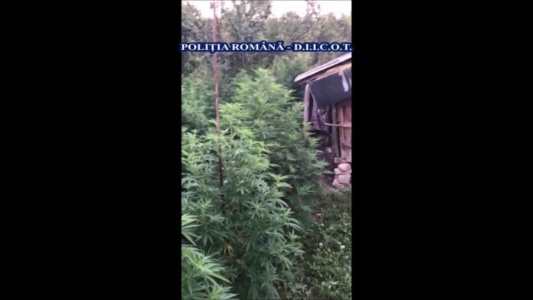 Percheziţii la persoane bănuite de trafic de droguri de risc Percheziţii la persoane bănuite de trafic de droguri de risc
