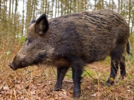 Pestă porcină la Zoo Galați, 29 de animale vor fi eutanasiate