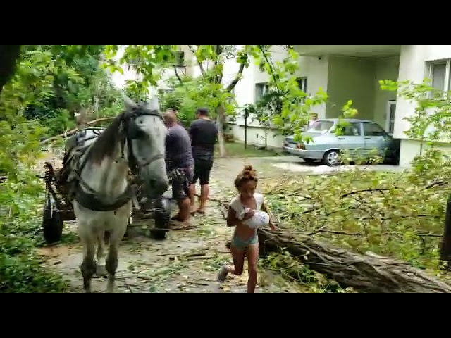 Cercetaţi după ce au tăiat ilegal arborii din spaţiul verde