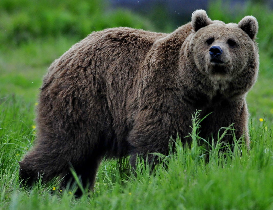 Un urs a ucis un bărbat din Bacău