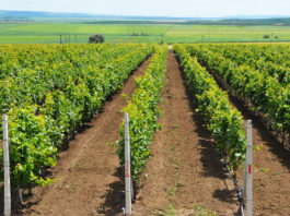 Procurorii DNA spun că infracţiunile au fost comise de italian cu ocazia restructurării unei plantații viticole.