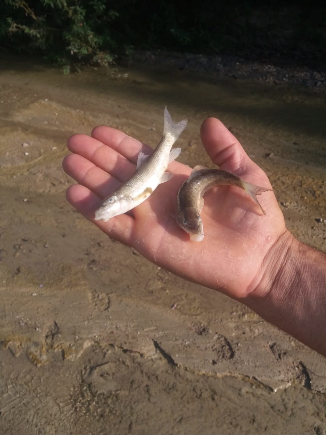 Sesizare de poluare pe râul Sâmnic Sesizare de poluare pe râul Sâmnic
