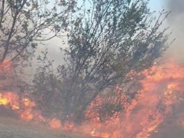 Gorj/ Incendiu la vegetație uscată, pe o suprafață de 30 de hectare, la Câmpu Mare