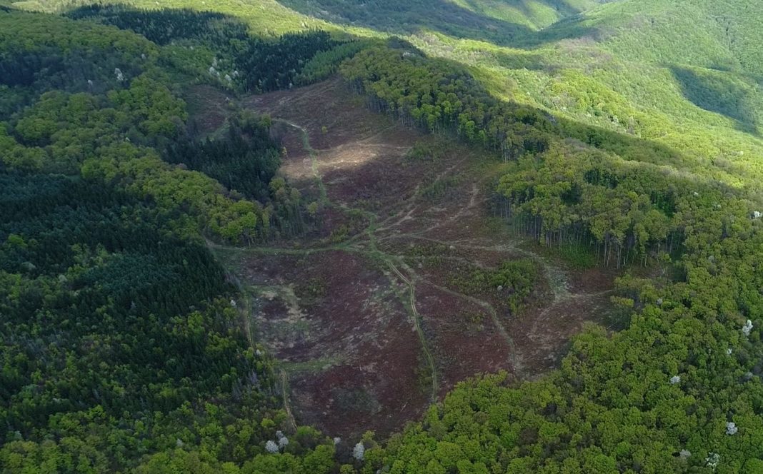 Speciile de arbori prezente în Europa, în pericol de dispariție