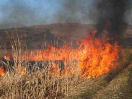 Incendiu de vedetație uscată în cartierul craiovean Mofleni