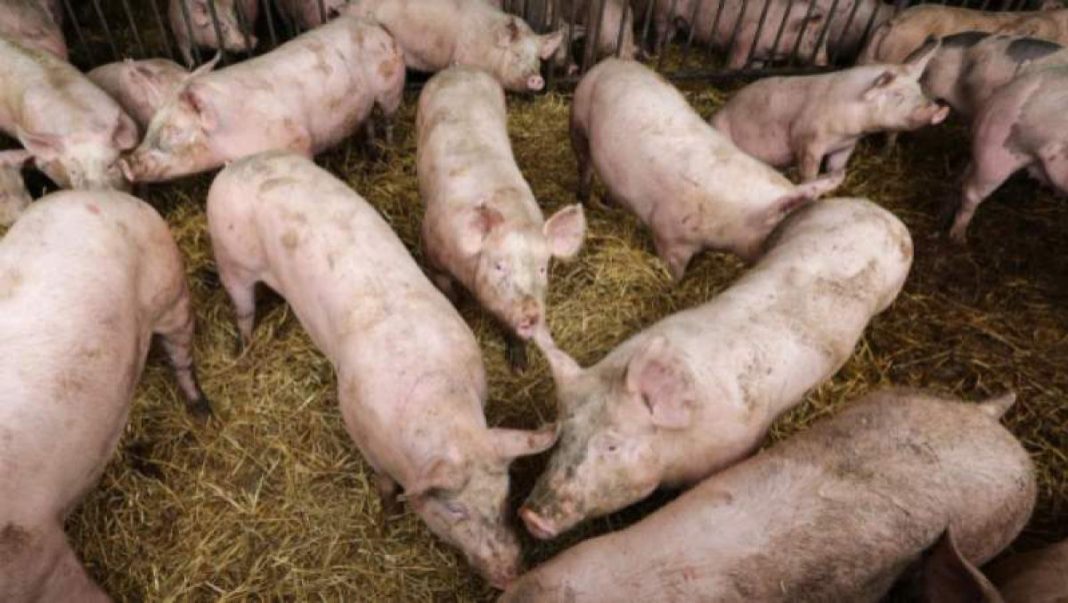 DSVSA Olt anunță ridicarea mai multor restricții impuse de evoluția pestei porcine africane