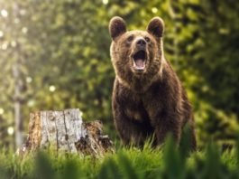 Mesaj RO-ALERT trimis după ce un urs a fost observat în Horezu