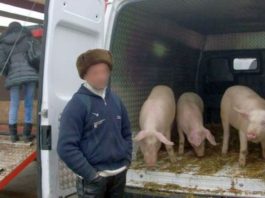 Prins în timp ce transporta ilegal 17 porci