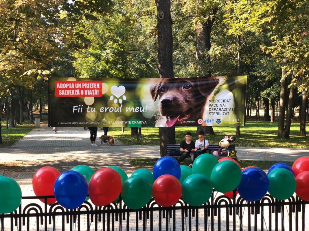 Toți cățeii fără stăpân de la Târgul de adopții și-au găsit căsuțe