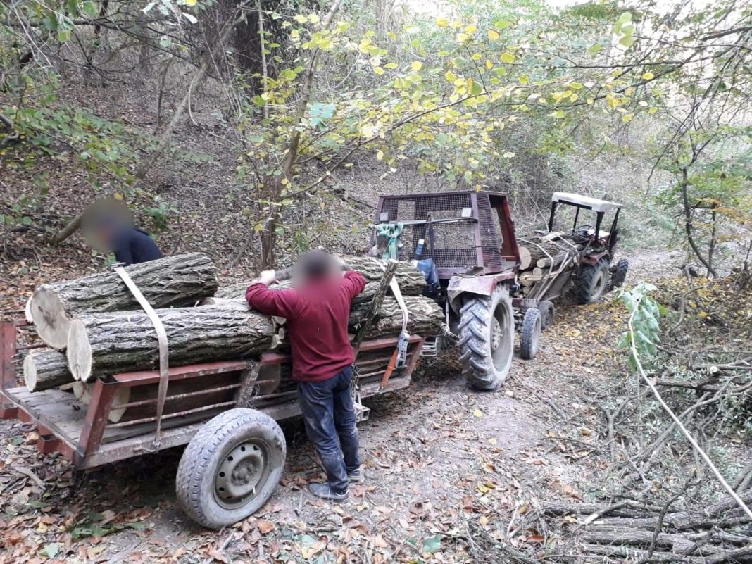 Bătrân anchetat pentru tăiere ilegală de lemne