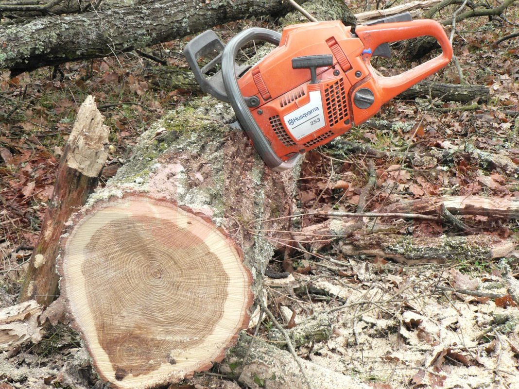 Tânăr prins la furat de arbori