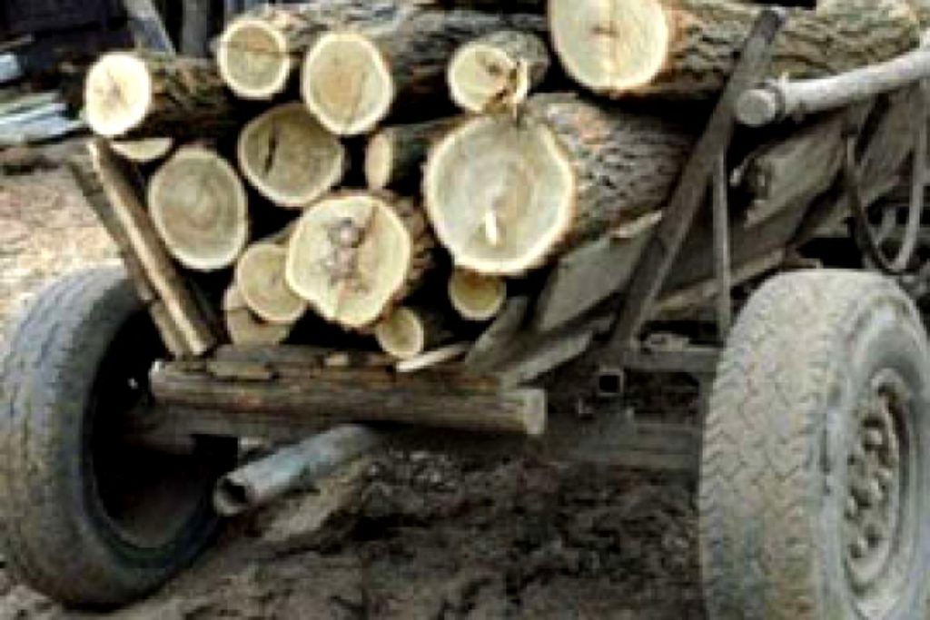 Dolj: Cercetați pentru tăiere și sustragere de material lemnos