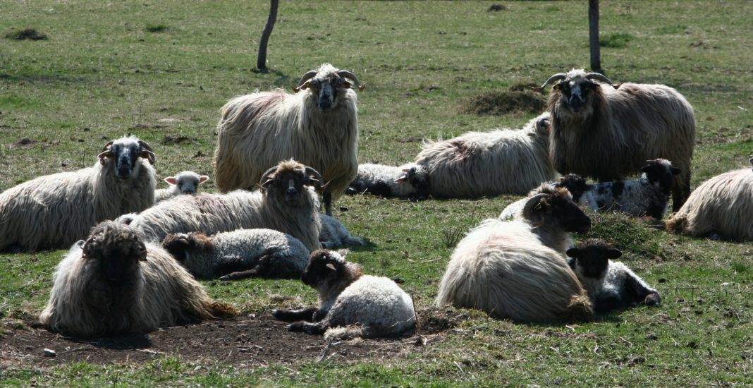 Primul centru din Gorj pentru colectarea lânii va fi deschis la Runcu