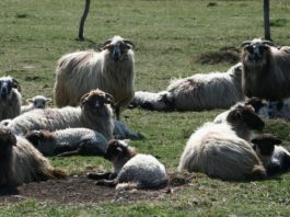 Primul centru din Gorj pentru colectarea lânii va fi deschis la Runcu