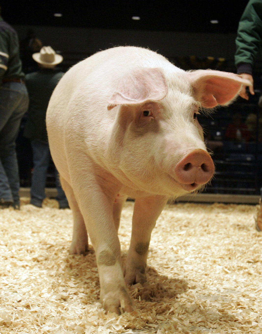 Un porc dintr-o gospodărie din comuna Glăvile diagnosticat cu pestă