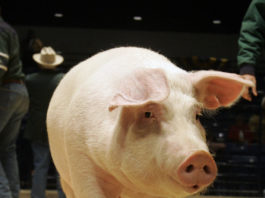 Un porc dintr-o gospodărie din comuna Glăvile diagnosticat cu pestă