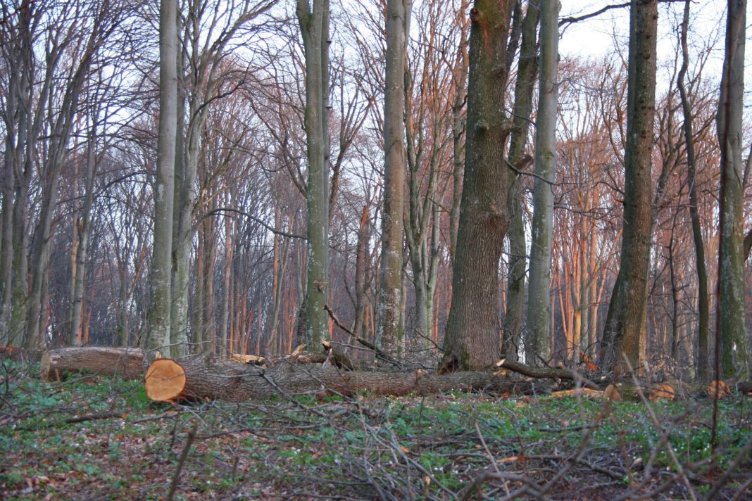 Gorj/ Bărbați anchetați după ce au marcat ilegal zeci de arbori pentru tăiere