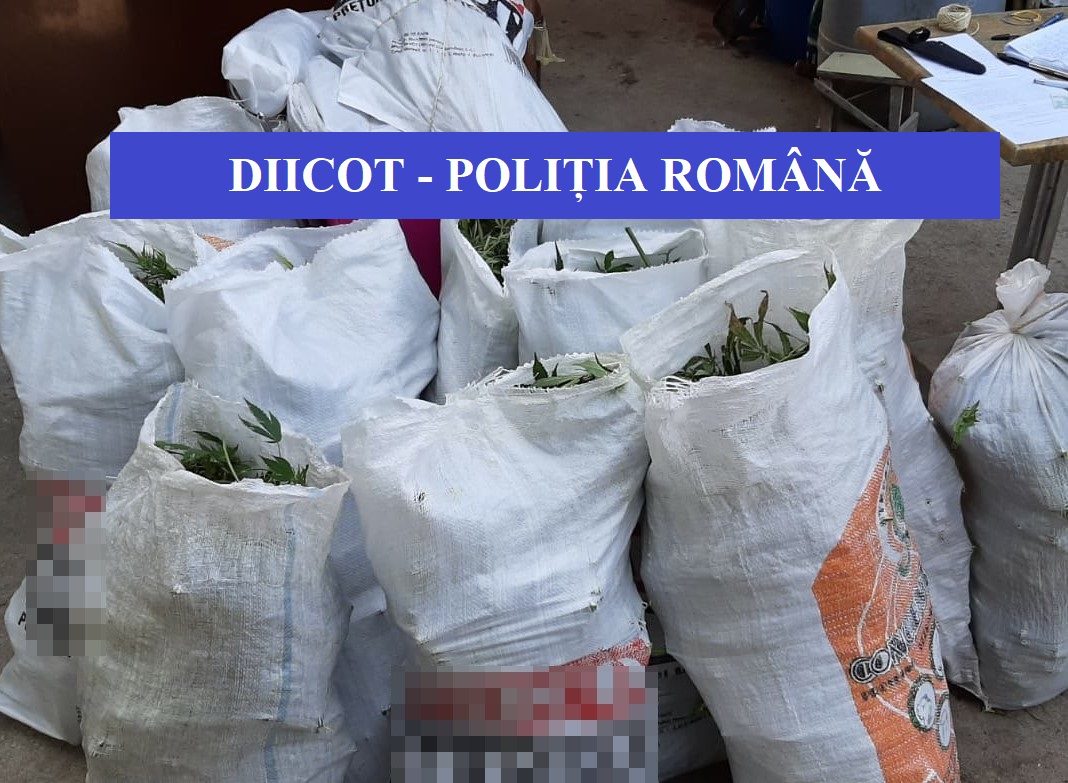 Oamenii legii au ridicat plantele de canabis descoperite în urma percheziţiilor.