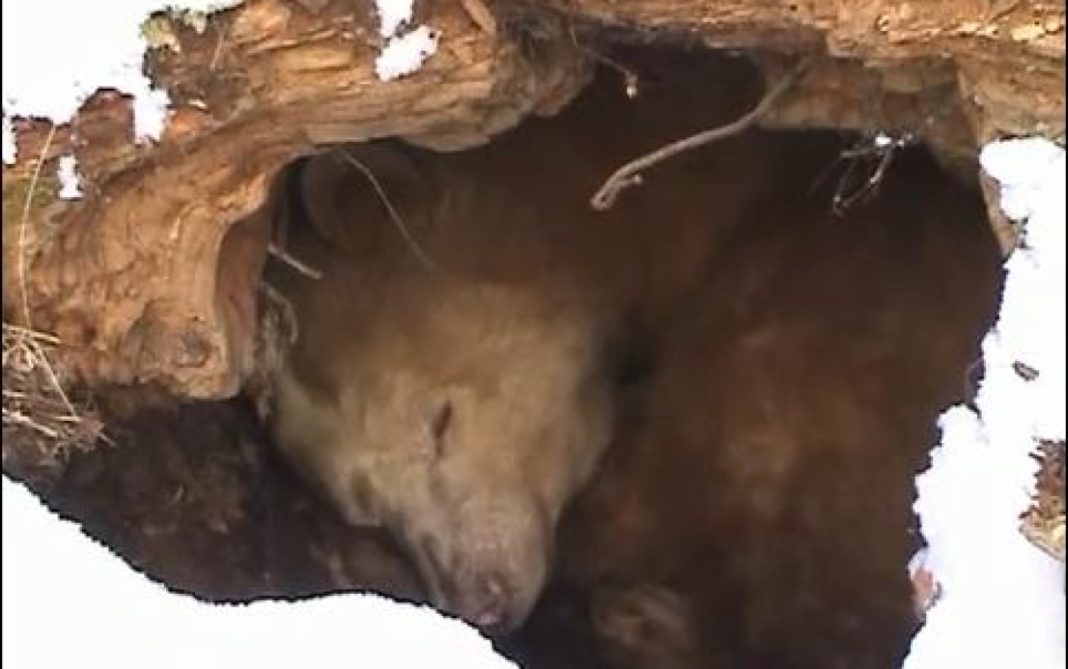 Concertul de Anul Nou al unei televiziuni din Polonia, mutat pentru a nu trezi urșii din hibernare